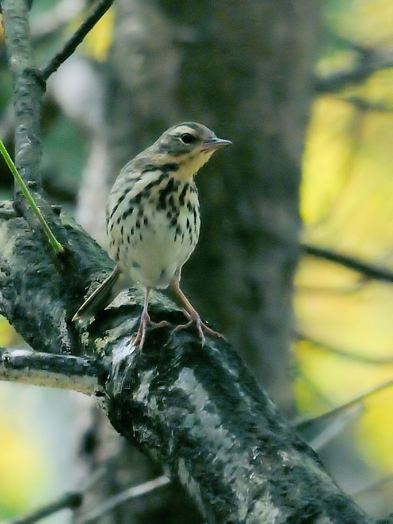 C rYC@@Rcr@s@2010/04/21@Photo by Kohyuh