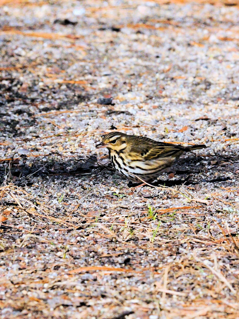 くろんど池の野鳥たち（１５態-13） くろんど池　生駒市 2018/01/15　Photo by Kohyuh （写真提供：　好酉）