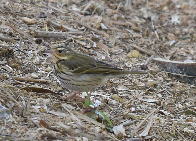 rYC@@jR@2017/03/04@Photo by Hayashi@iʐ^񋟁F@сj