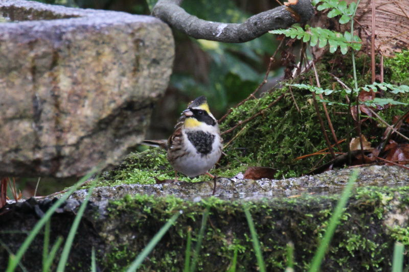 ミヤマホオジロ ♂　バードバス　京都御所　京都市　2014/12/27　Photo by manda