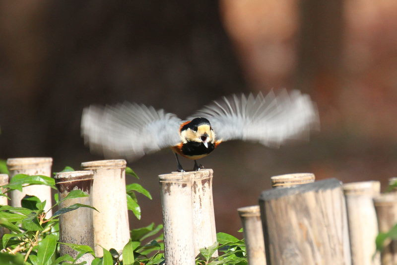 ヤマガラ　バードバス　京都御所　京都市　2014/12/27　Photo by manda