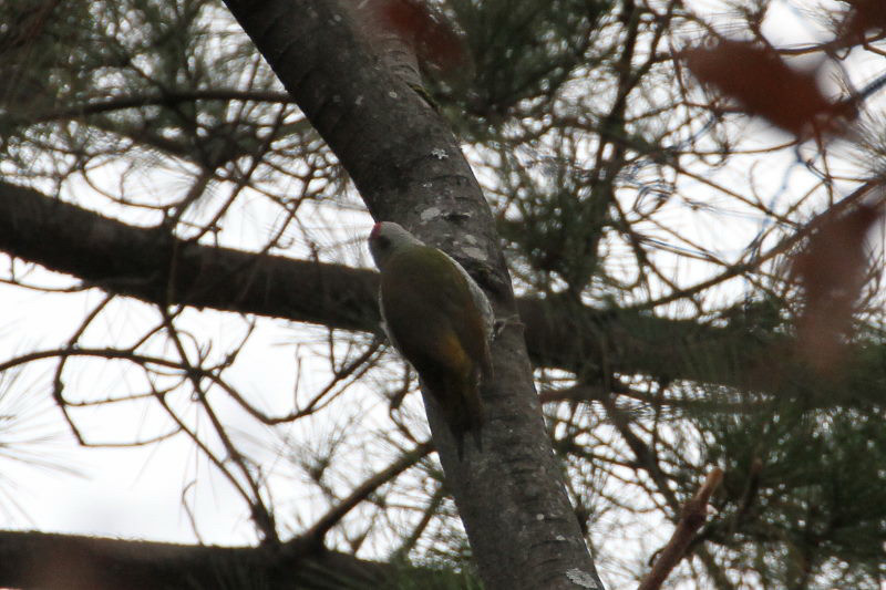 アオゲラ　バードバス　京都御所　京都市　2014/12/27　Photo by manda