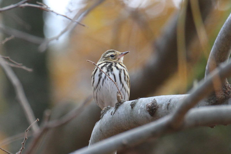 ビンズイ　バードバス　京都御所　京都市　2014/12/27　Photo by manda