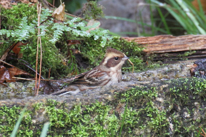 ミヤマホオジロ ♀　バードバス　京都御所　京都市　2014/12/27　Photo by manda