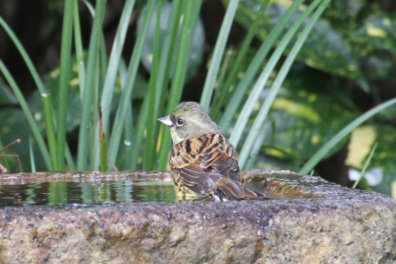 アオジ　バードバス　京都御所　京都市　2014/12/27　Photo by manda