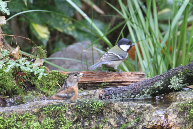 アトリとシジュウカラ　バードバス　京都御所　京都市　2014/12/27　Photo by manda