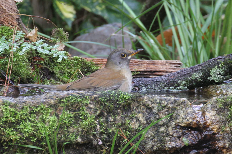 シロハラ　バードバス　京都御所　京都市　2014/12/27　Photo by manda