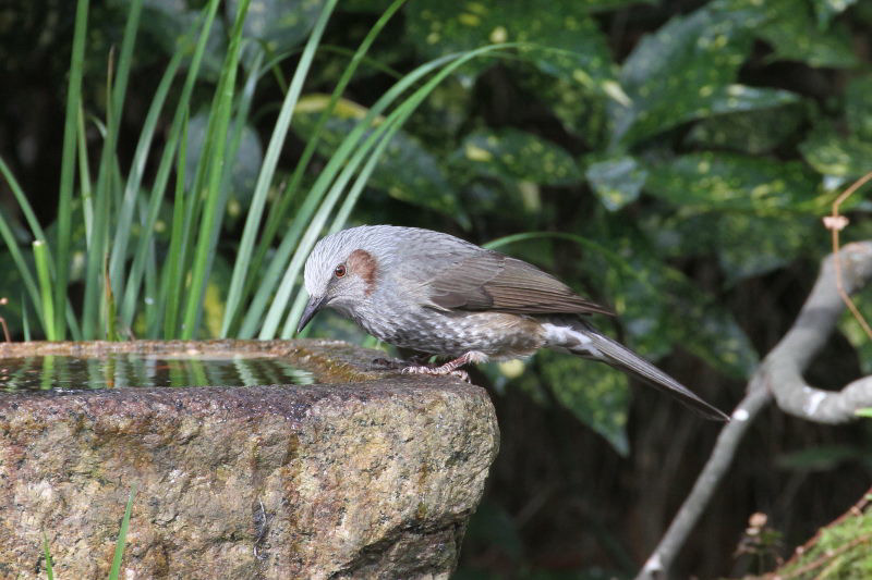 ヒヨドリ　バードバス　京都御所　京都市　2014/12/27　Photo by manda