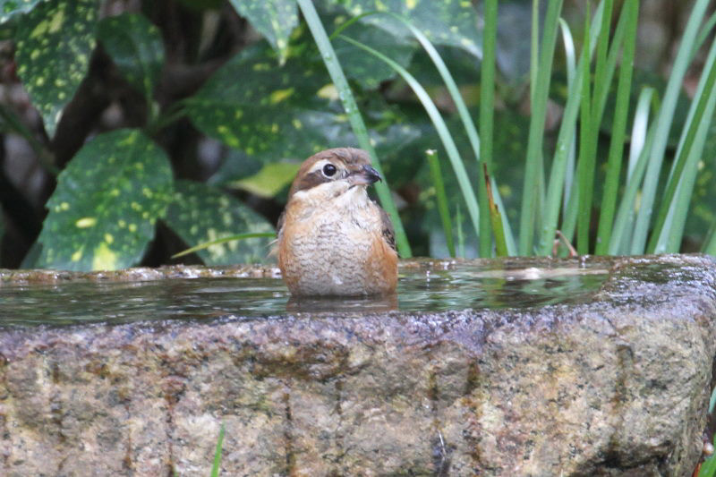 モズ　バードバス　京都御所　京都市　2014/12/27　Photo by manda