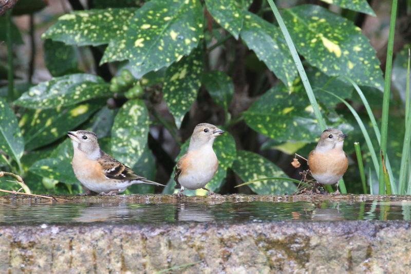 アトリの群れ　バードバス　京都御所　京都市　2014/12/27　Photo by manda