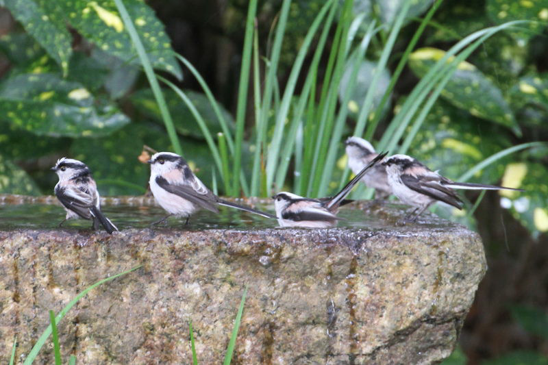 エナガの群れ　バードバス　京都御所　京都市　2014/12/27　Photo by manda