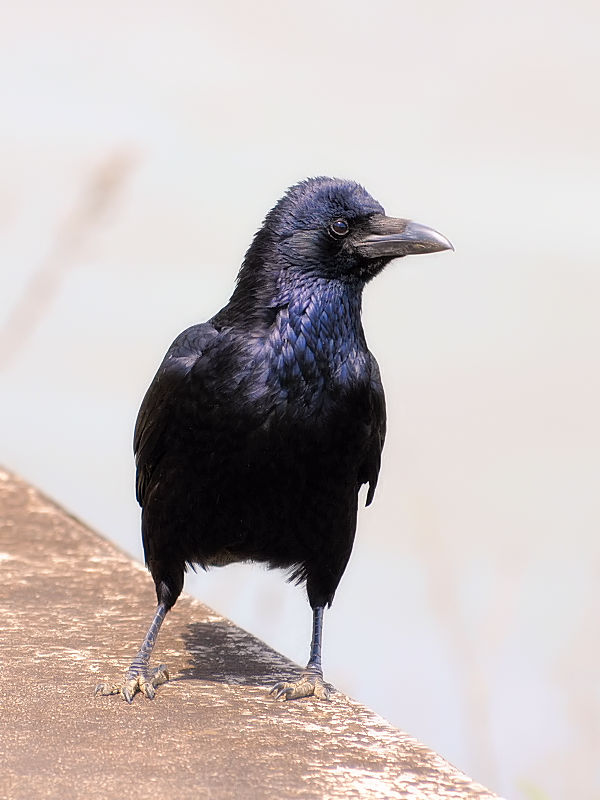 nV{\KX@@s@썶݁@2010/04/03@ Photo by Kohyuh