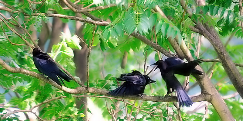 nV{\KX@c@s@썶݁@2012/07/07@ Photo by Kohyuh