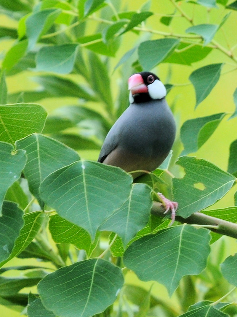 ブンチョウ （５態）　成鳥　大谷川　八幡市　2023/09/21　Photo by Kohyuh