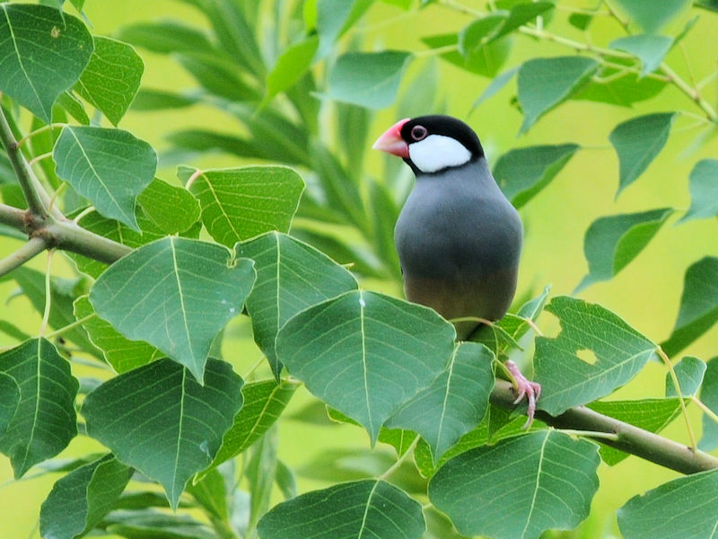 ブンチョウ （５態）　成鳥　大谷川　八幡市　2023/09/21　Photo by Kohyuh