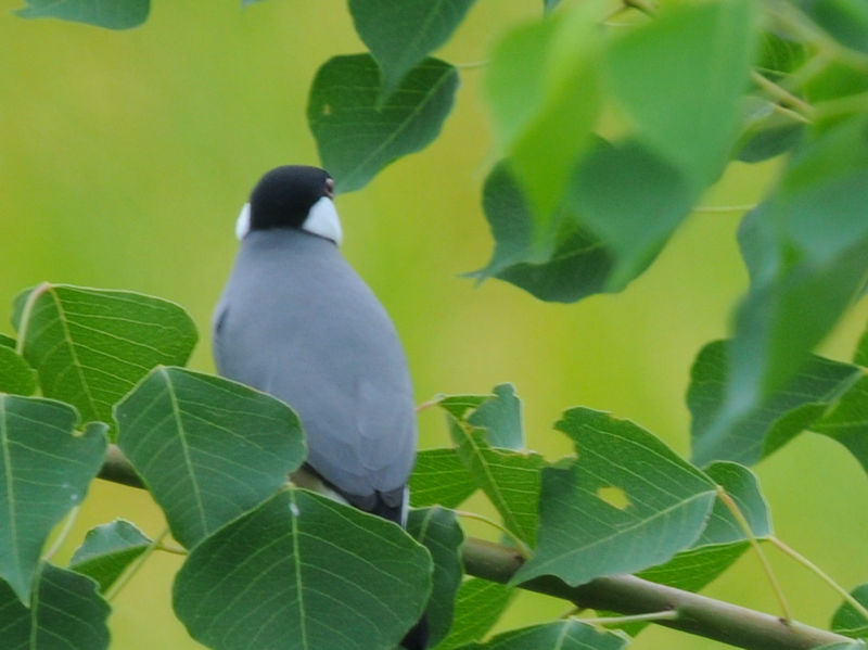 ブンチョウ （５態）　成鳥　大谷川　八幡市　2023/09/21　Photo by Kohyuh