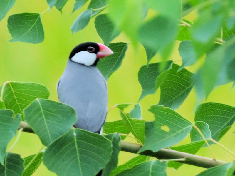 ブンチョウ （５態）　成鳥　大谷川　八幡市　2023/09/21　Photo by Kohyuh