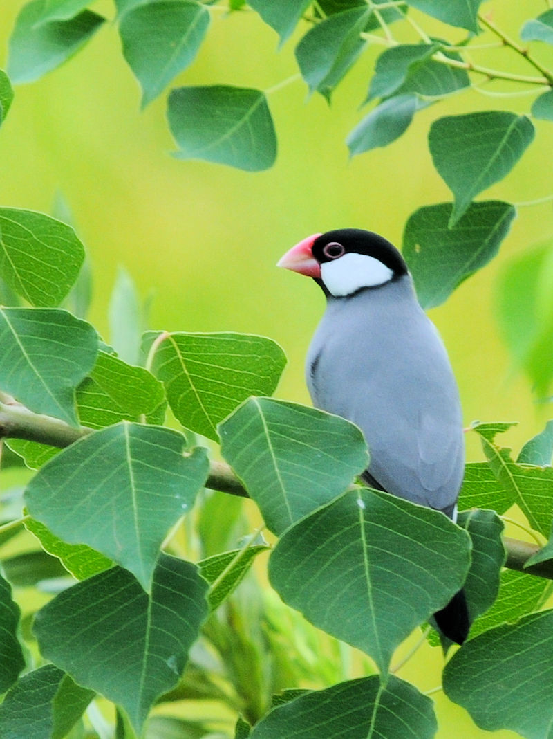 ブンチョウ （５態）　成鳥　大谷川　八幡市　2023/09/21　Photo by Kohyuh