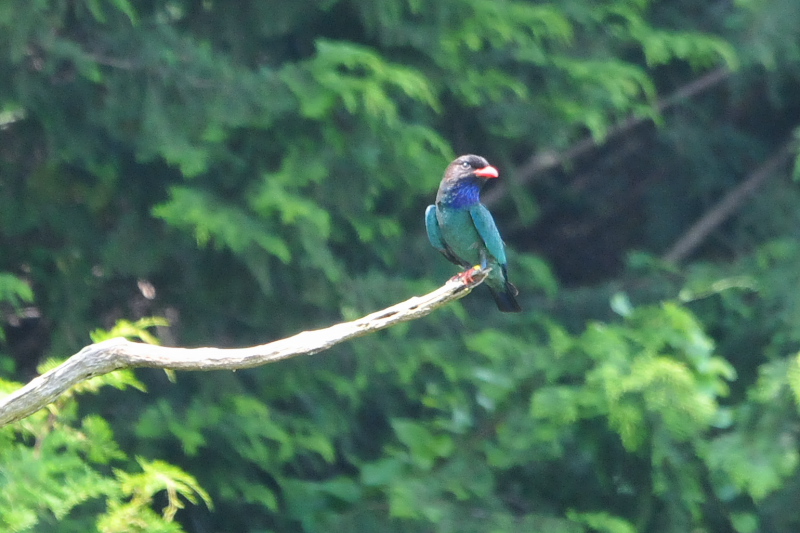 Photo-20150703　ブッポウソウ　成鳥　（８態-1）　岡山県　2015/07/03　Photo by Takase