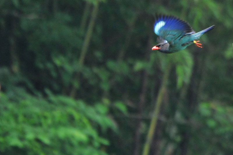 Photo-20150703　ブッポウソウ　成鳥　（８態-2）　岡山県　2015/07/03　Photo by Takase
