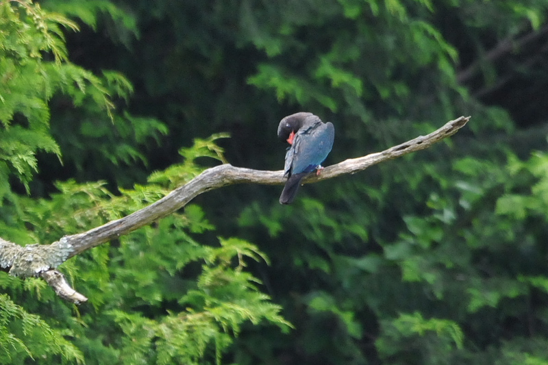 Photo-20150703　ブッポウソウ　成鳥　（８態-3）　岡山県　2015/07/03　Photo by Takase