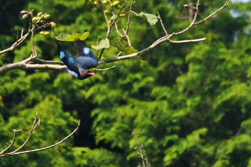 Photo-20150703　ブッポウソウ　成鳥　（８態-4）　岡山県　2015/07/03　Photo by Takase