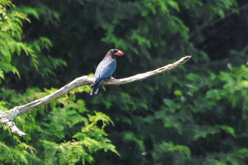 Photo-20150703　ブッポウソウ　成鳥　（８態-5）　岡山県　2015/07/03　Photo by Takase