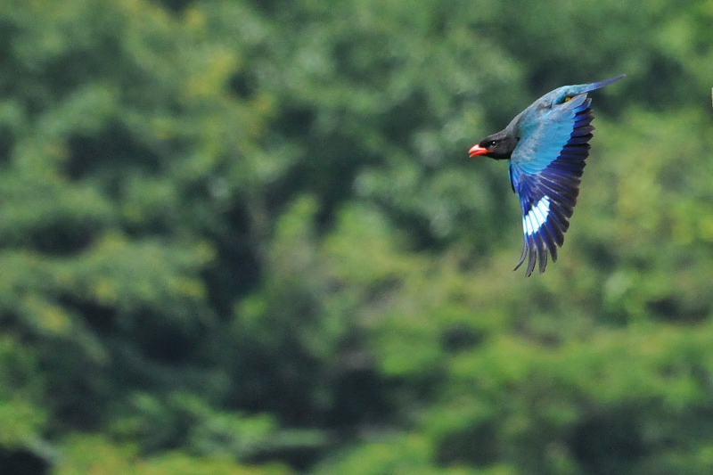 Photo-20150703　ブッポウソウ　成鳥　（８態-6）　岡山県　2015/07/03　Photo by Takase