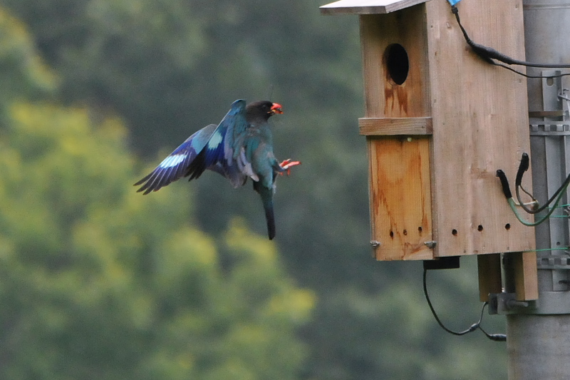 Photo-20150703　ブッポウソウ　成鳥　（８態-7）　岡山県　2015/07/03　Photo by Takase