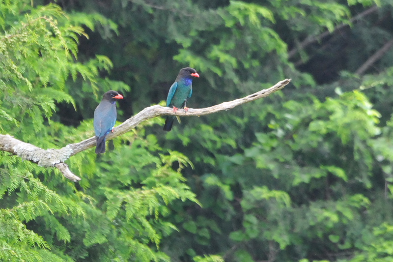 Photo-20150703　ブッポウソウ　成鳥　（８態-8）　岡山県　2015/07/03　Photo by Takase
