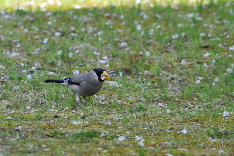 イカル （７態-3）　男山　男山　八幡市　2015/03/31　Photo by Takase