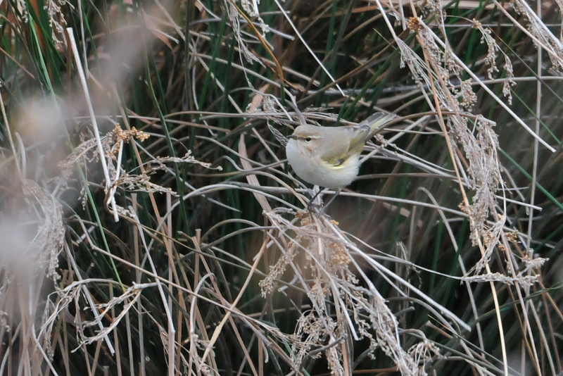 チフチャフ （４態-1）　成鳥　西宮市　2015/01/09　Photo by Takase