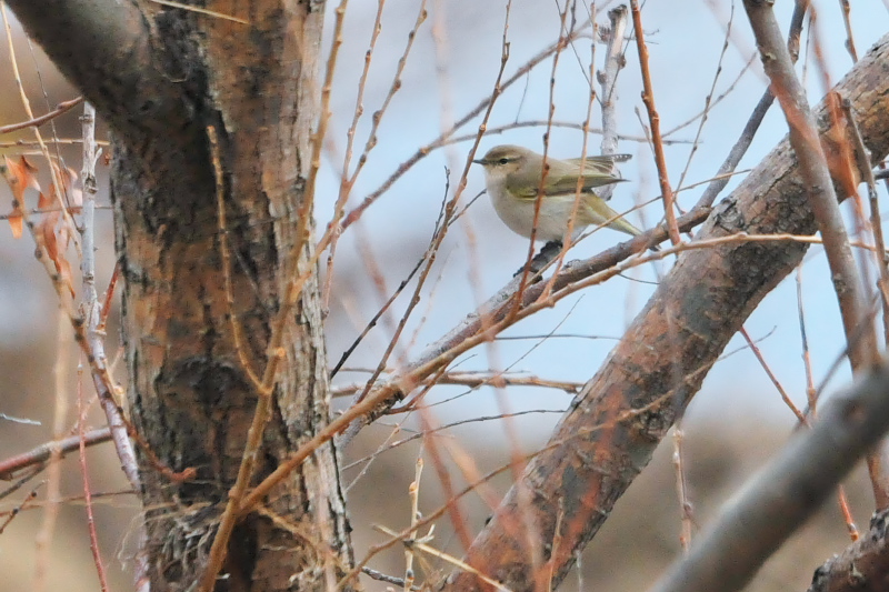 チフチャフ （４態-2）　成鳥　西宮市　2015/01/09　Photo by Takase