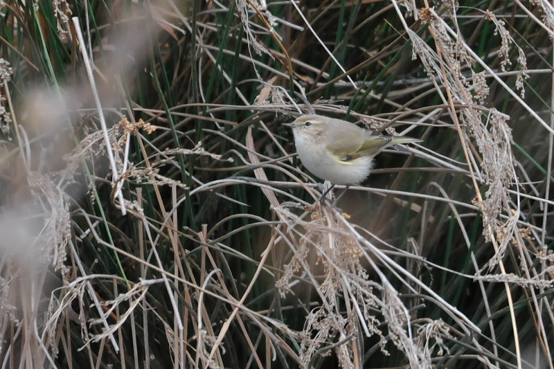 チフチャフ （４態-3）　成鳥　西宮市　2015/01/09　Photo by Takase