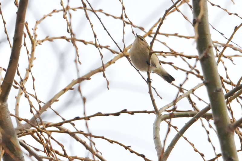チフチャフ （４態-4）　成鳥　西宮市　2015/01/09　Photo by Takase