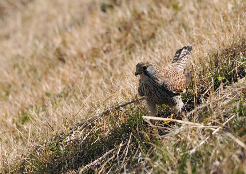 チョウゲンボウ（６態-1）　木津川沿い　八幡市　2018/01/18　Photo by Takase　（写真提供：　高瀬）