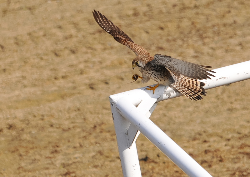 チョウゲンボウ（６態-2）　木津川沿い　八幡市　2018/01/18　Photo by Takase　（写真提供：　高瀬）