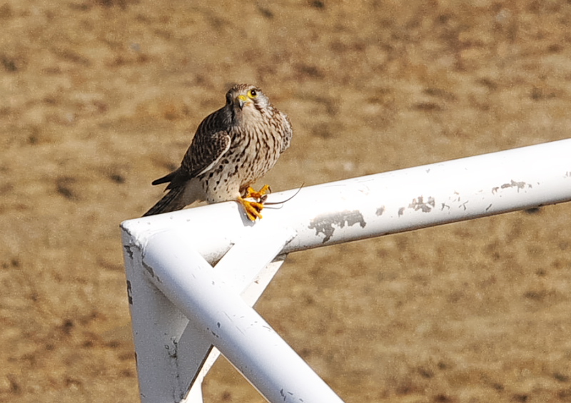 チョウゲンボウ（６態-3）　木津川沿い　八幡市　2018/01/18　Photo by Takase　（写真提供：　高瀬）
