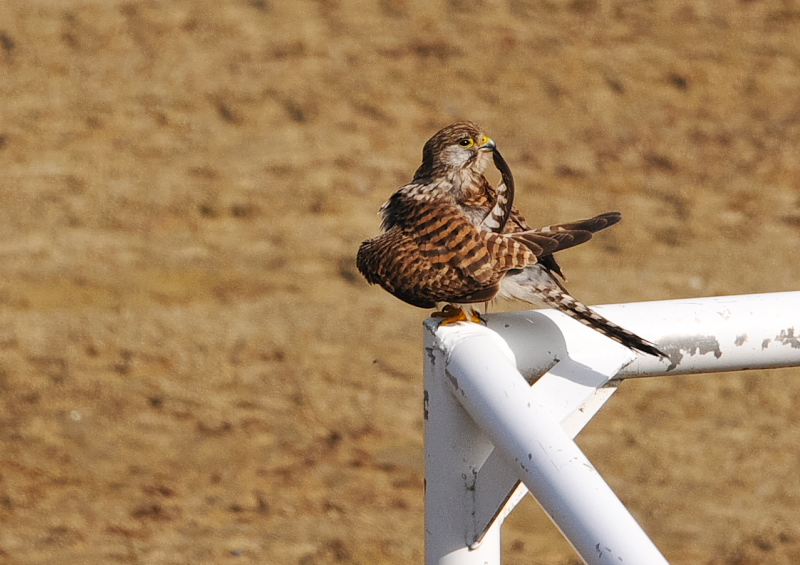 チョウゲンボウ（６態-4）　木津川沿い　八幡市　2018/01/18　Photo by Takase　（写真提供：　高瀬）