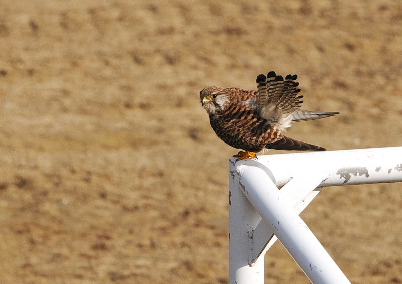 チョウゲンボウ（６態-5）　木津川沿い　八幡市　2018/01/18　Photo by Takase　（写真提供：　高瀬）