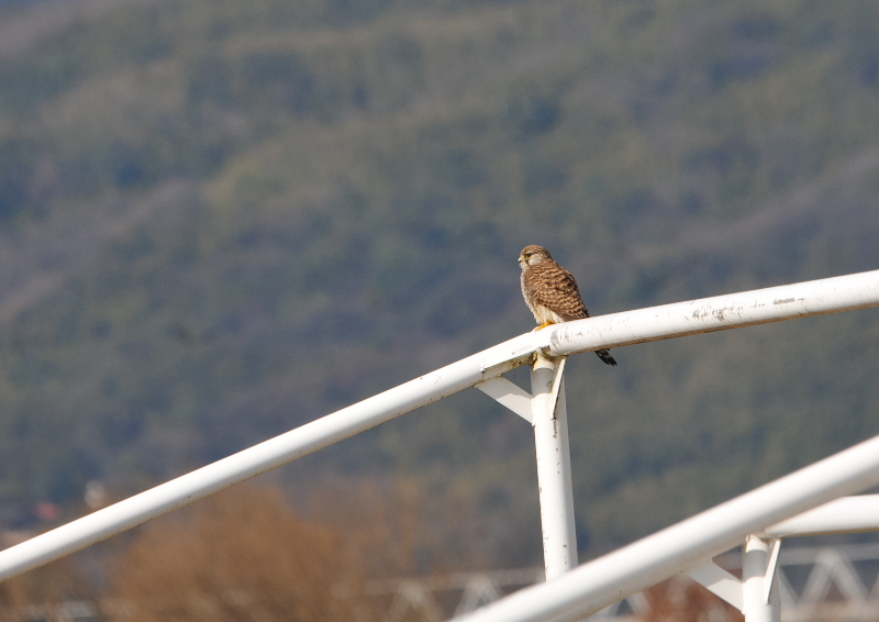 チョウゲンボウ（６態-6）　木津川沿い　八幡市　2018/01/18　Photo by Takase　（写真提供：　高瀬）