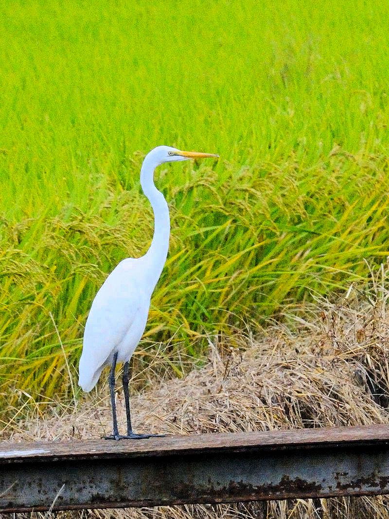 _CTM@@~H@s@h@2017/09/18@Photo by Kohyuh