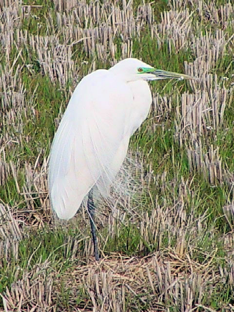 @ _CTM@@ĉH@s@J썶݁@2003/03/28@Photo by Kohyuh