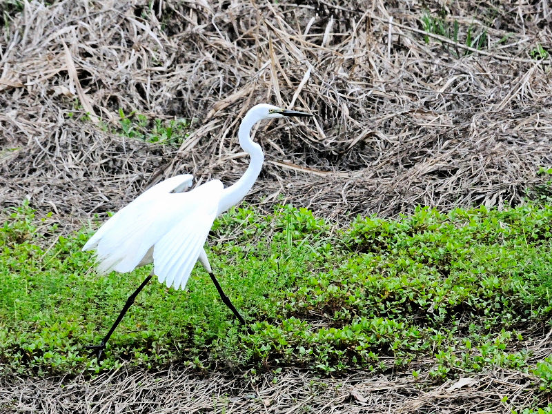 _CTM@@ĉH@iQ-1j@s@h@2015/04/04@Photo by Kohyuh