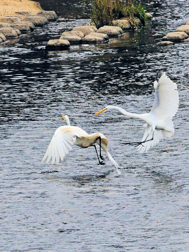 ダイサギの子別れ (7態-1) 淀川左岸 枚方市< 2016/10/23 Photo by Kohyuh ダイサギの子別れ (7態-1) 淀川左岸 枚方市< 2016/10/23 Photo by Kohyuh