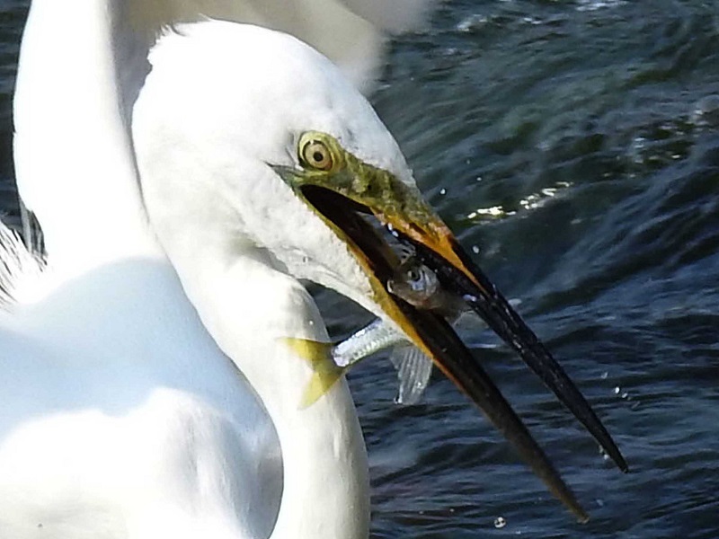  天の川河口付近　枚方市　2017/05/31　Photo by Nagamura　（写真提供：　長村）