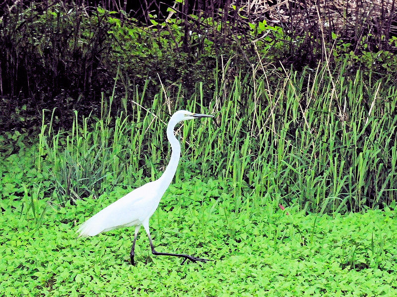 _CTM@@ĉH@iQ-2j@s@h@2015/04/04@Photo by Kohyuh