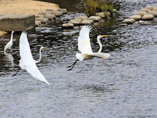 ダイサギの子別れ (7態-2) 淀川左岸 枚方市< 2016/10/23 Photo by Kohyuh ダイサギの子別れ (7態-2) 淀川左岸 枚方市< 2016/10/23 Photo by Kohyuh