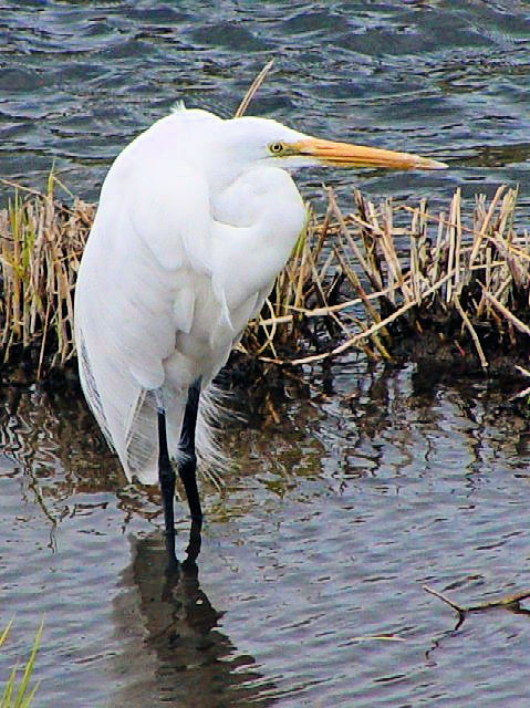 A _CTM@~H@@ss@@l勴k@2003/03/19@Photo by Kohyuh