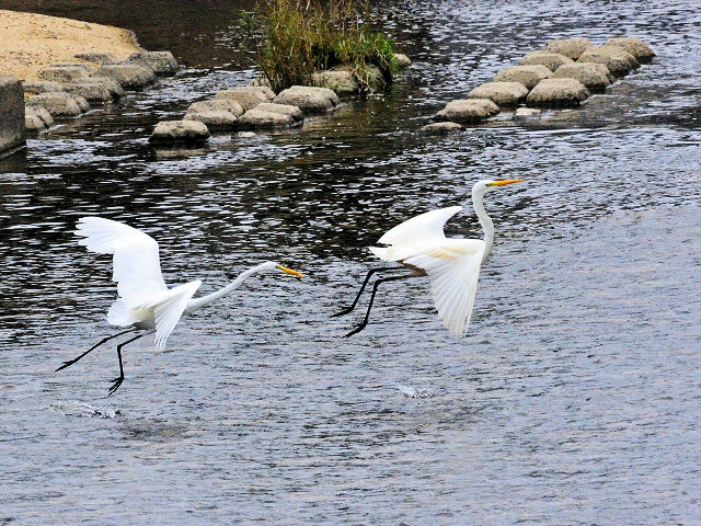 ダイサギの子別れ (7態-3) 淀川左岸 枚方市< 2016/10/23 Photo by Kohyuh ダイサギの子別れ (7態-3) 淀川左岸 枚方市< 2016/10/23 Photo by Kohyuh